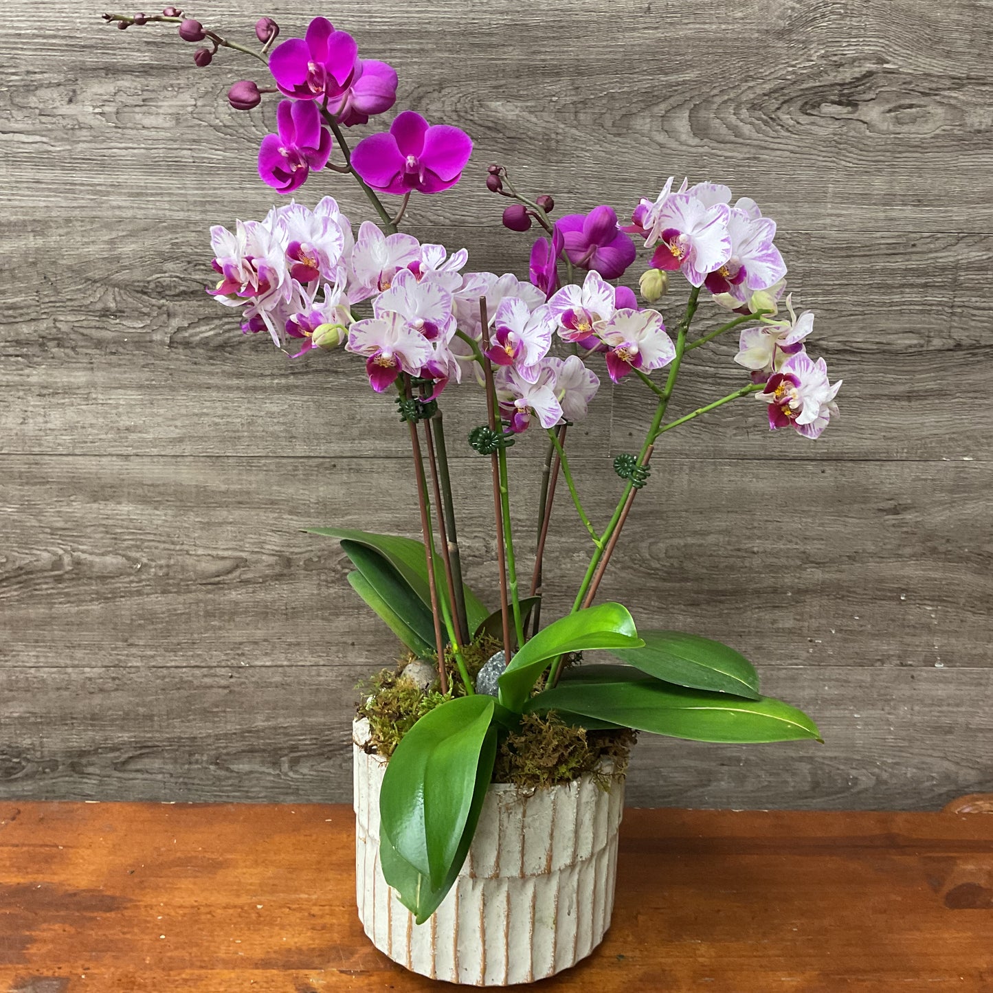 Mini Orchid Planter