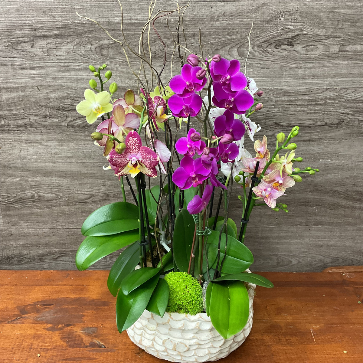 Mixed Orchid Planter
