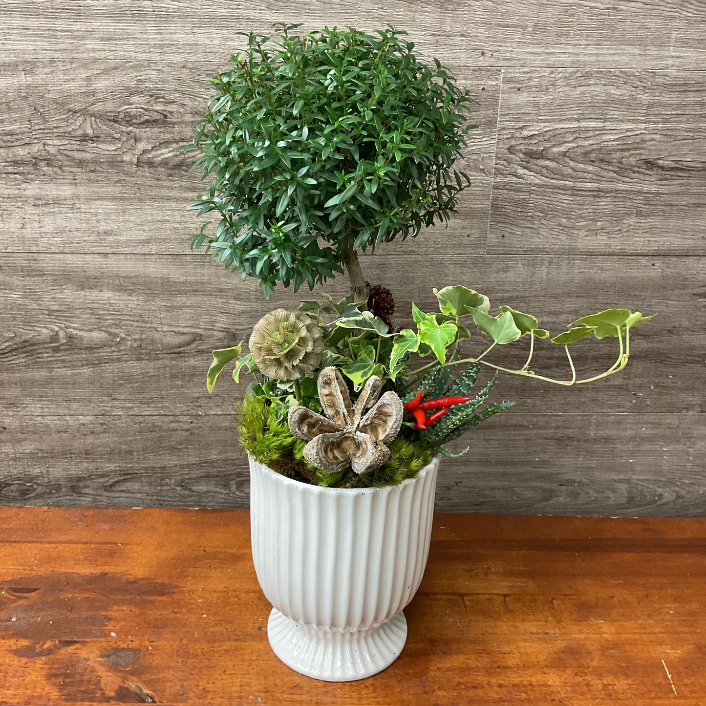 Whoville Potted Arrangement