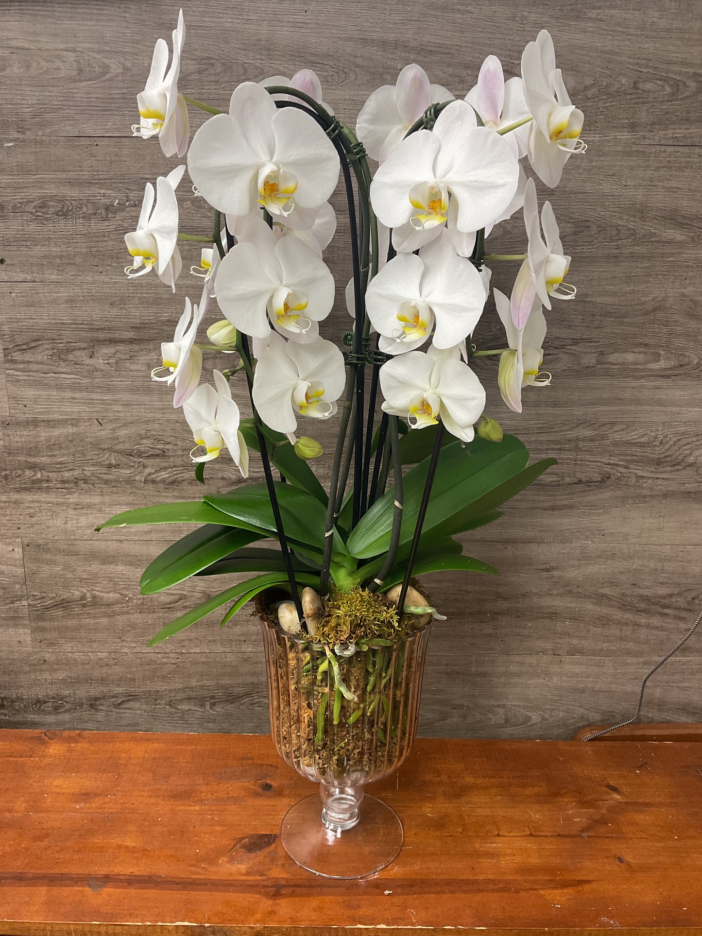 Double White Orchid Planter