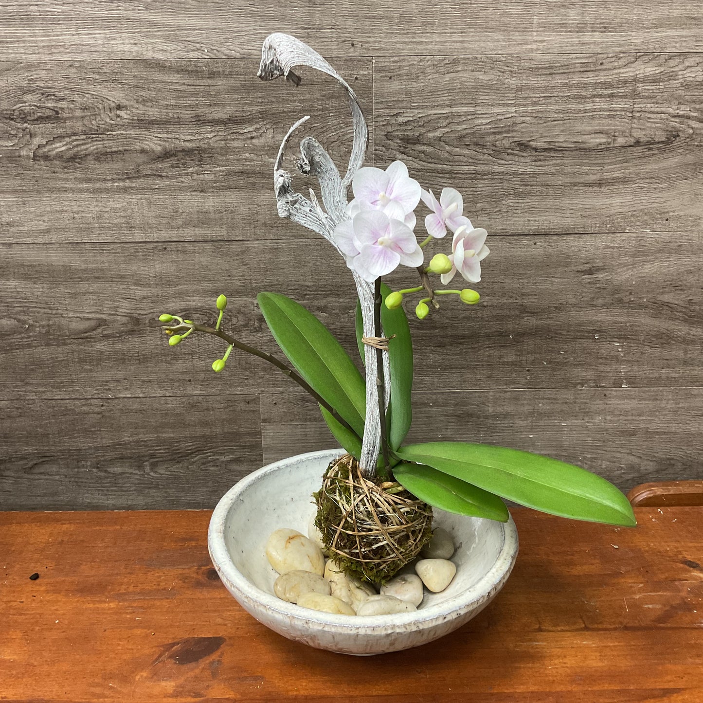 Mini Orchid Kokedama