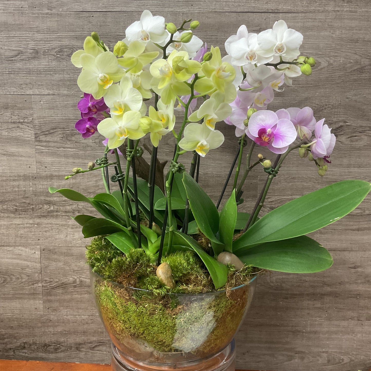 Jewel Orchid Planter