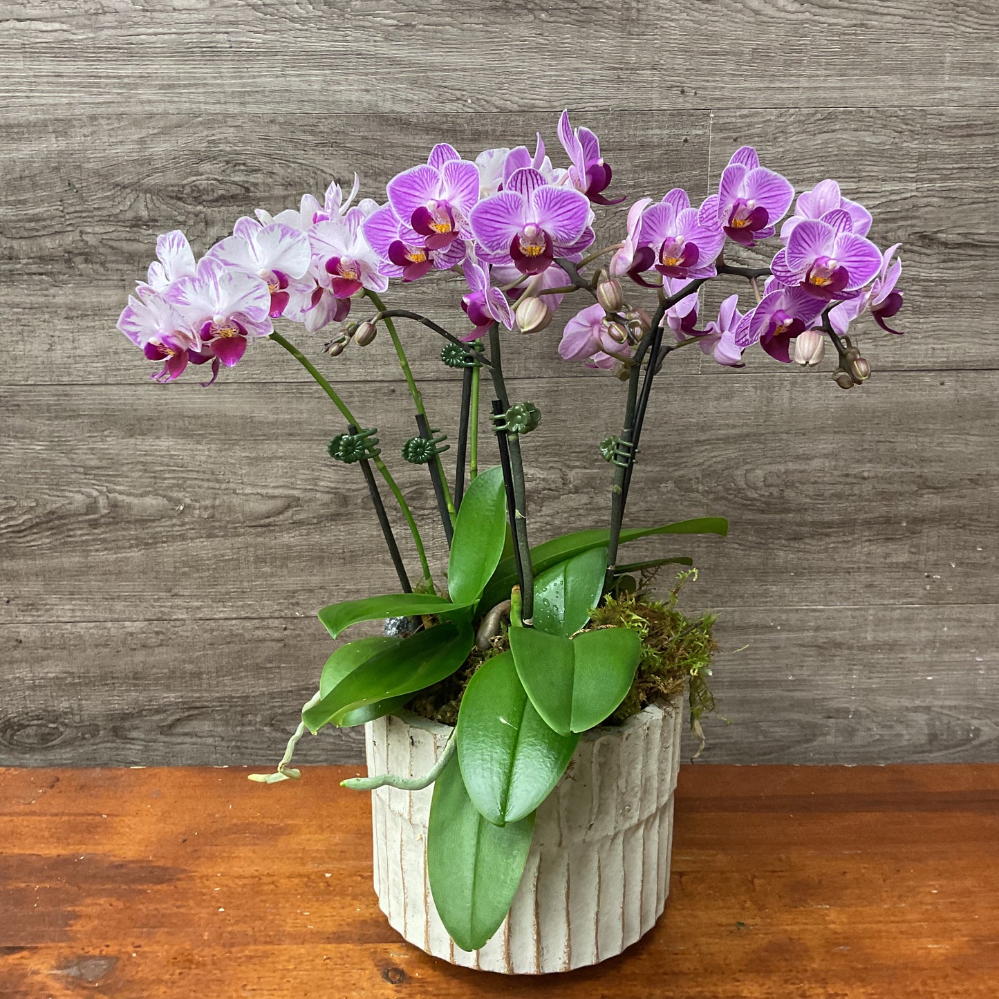 Mini Orchid Planter