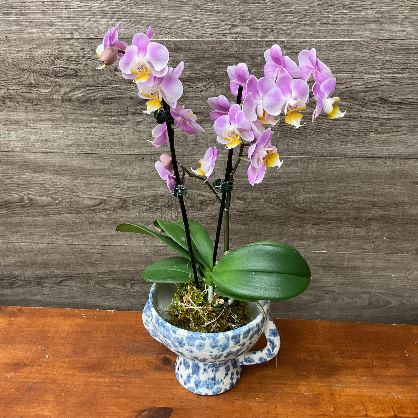 Mini Orchid Kokedama