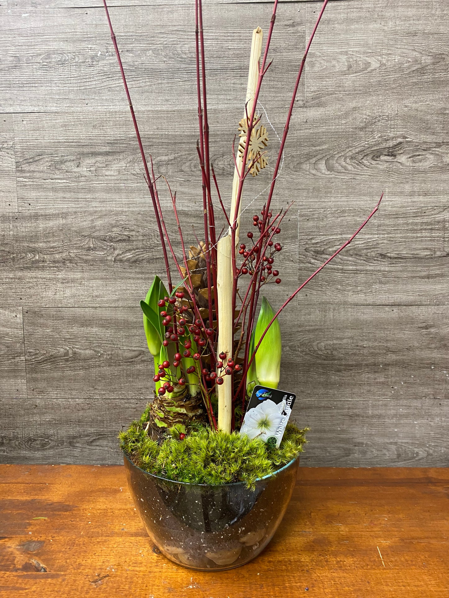 Amaryllis planter