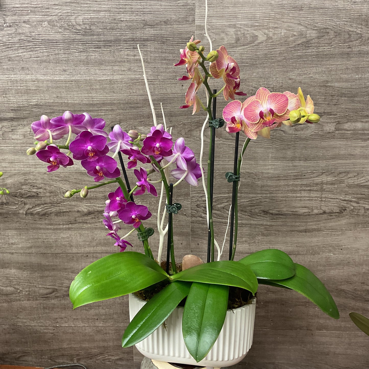 Mini Orchid Planter