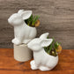 Spring Bunny Planter