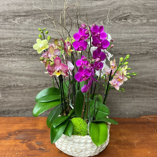 Mixed Orchid Planter