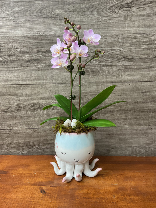 Octo-Love Mini Orchid