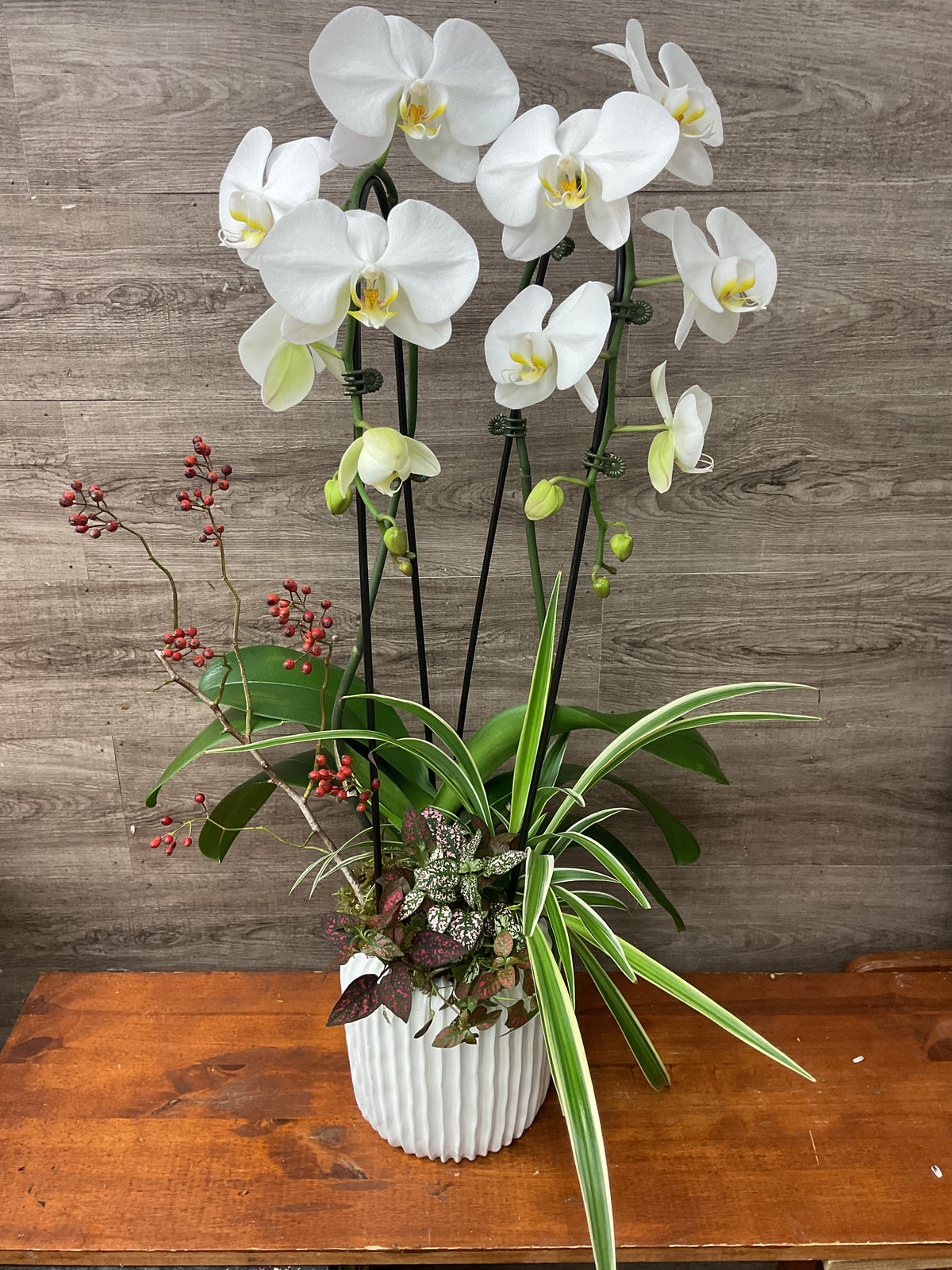 White Cascade Orchid Garden
