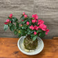 Azalea Kokedama
