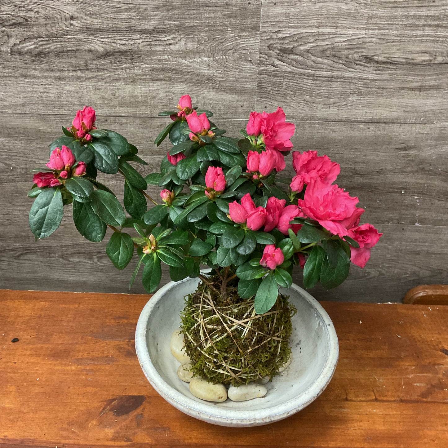 Azalea Kokedama