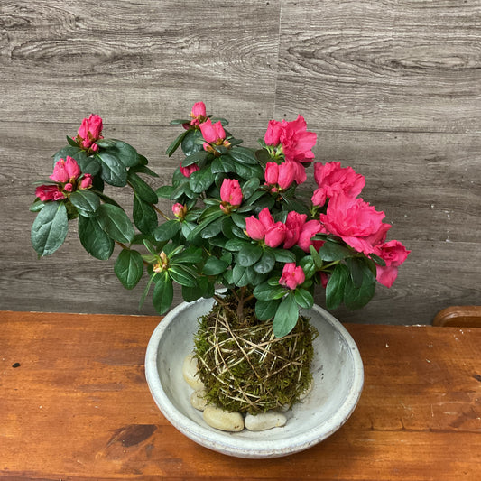 Azalea Kokedama