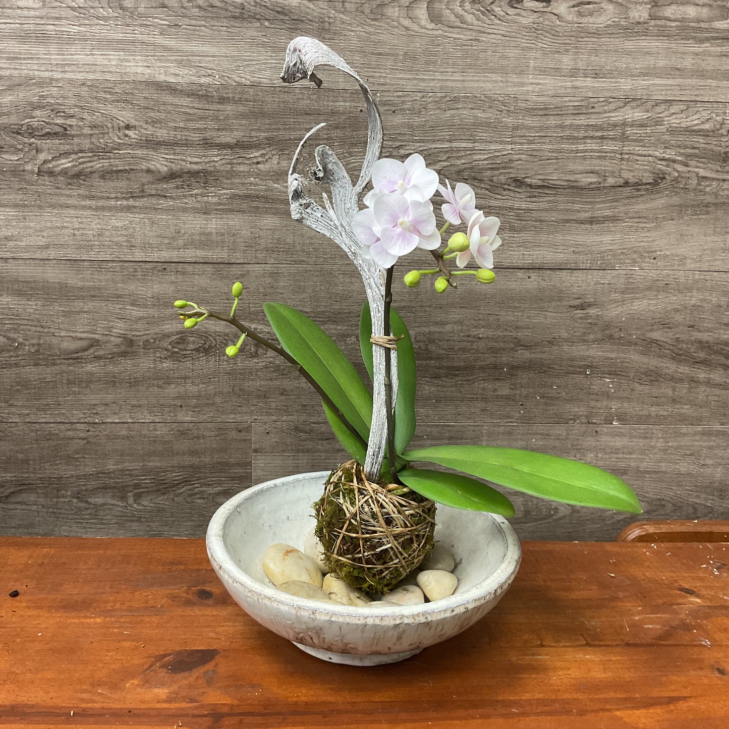 Mini Orchid Kokedama