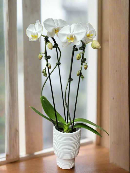 Double white orchid