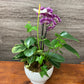 Mixed Orchid Planter