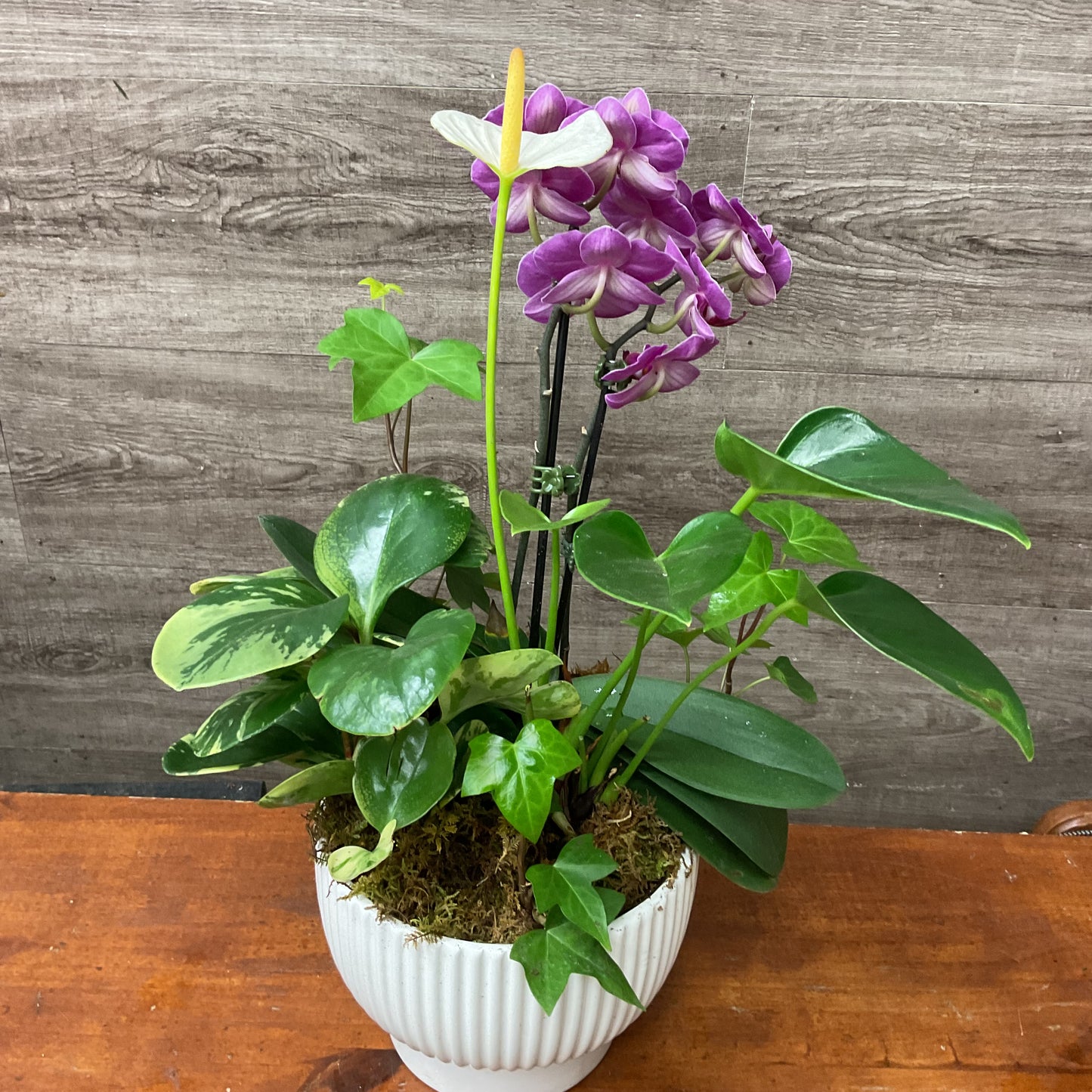 Mixed Orchid Planter