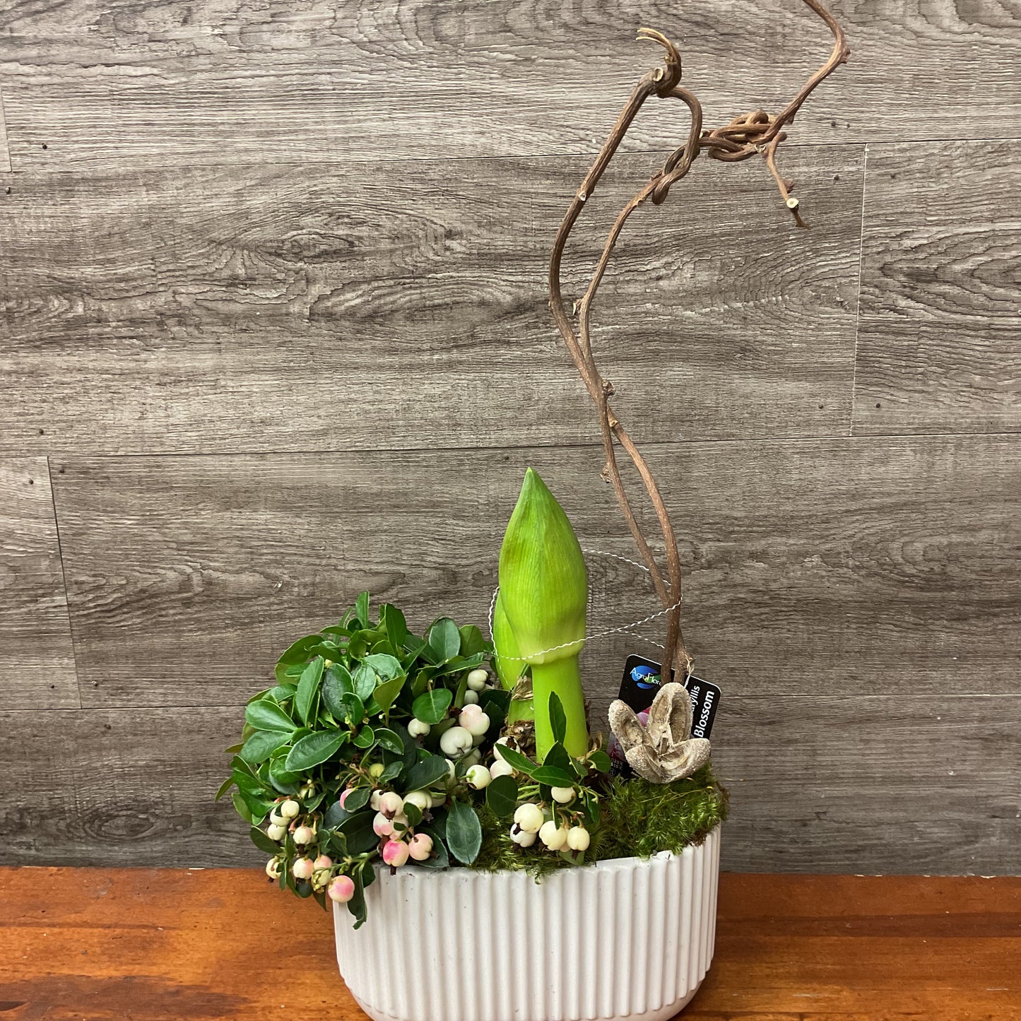 Amaryllis Planter