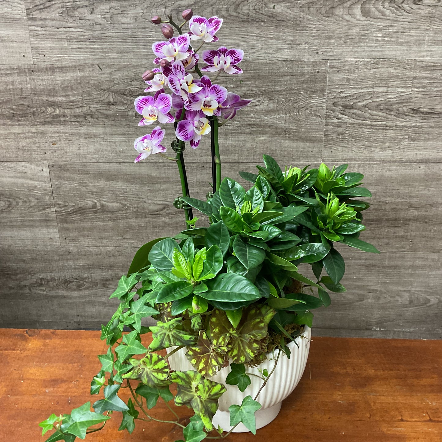 Mixed Orchid Planter