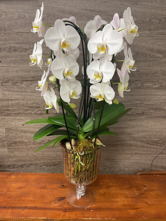 Double White Orchid Planter