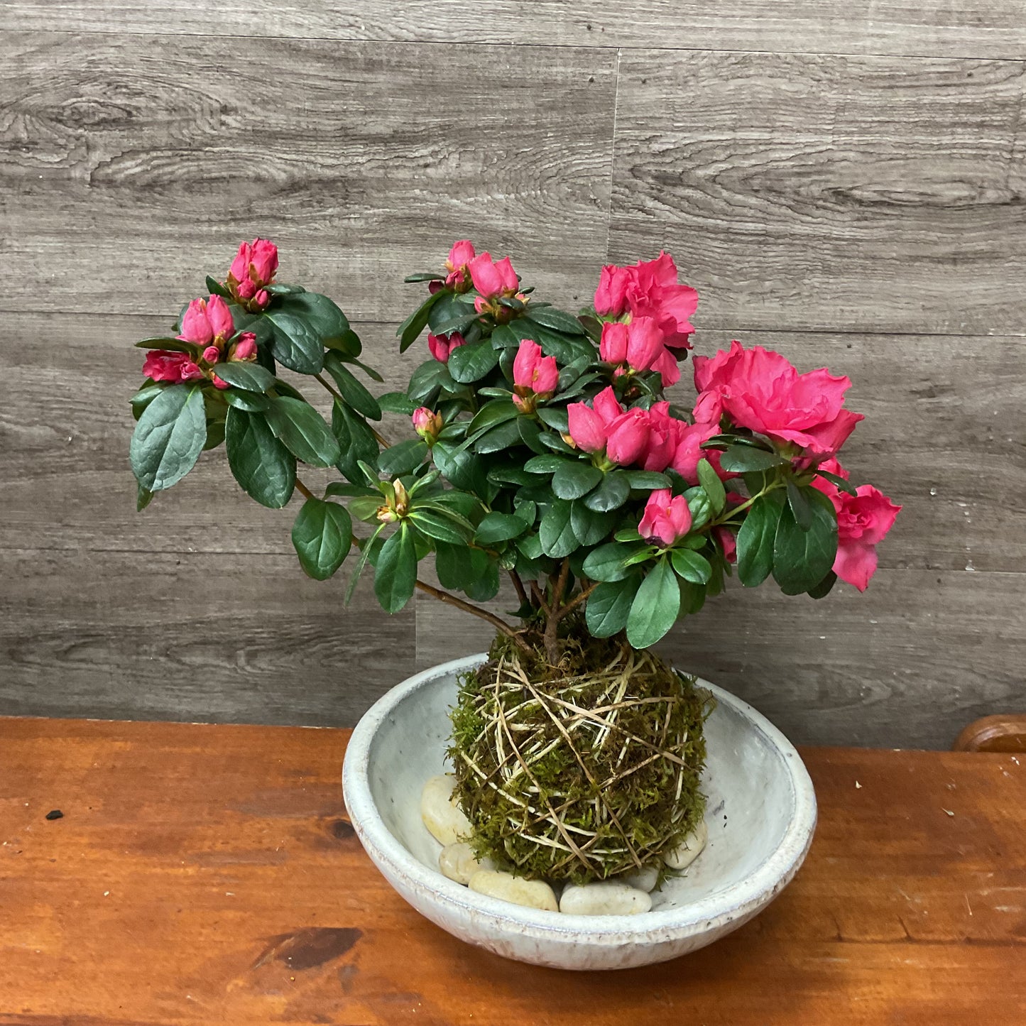 Azalea Kokedama