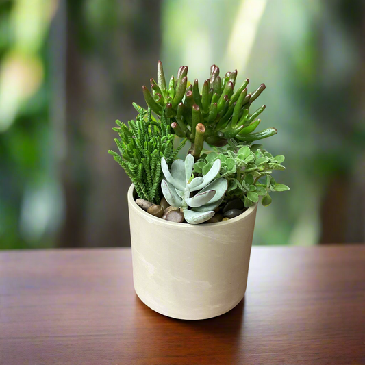 Succulent Planter