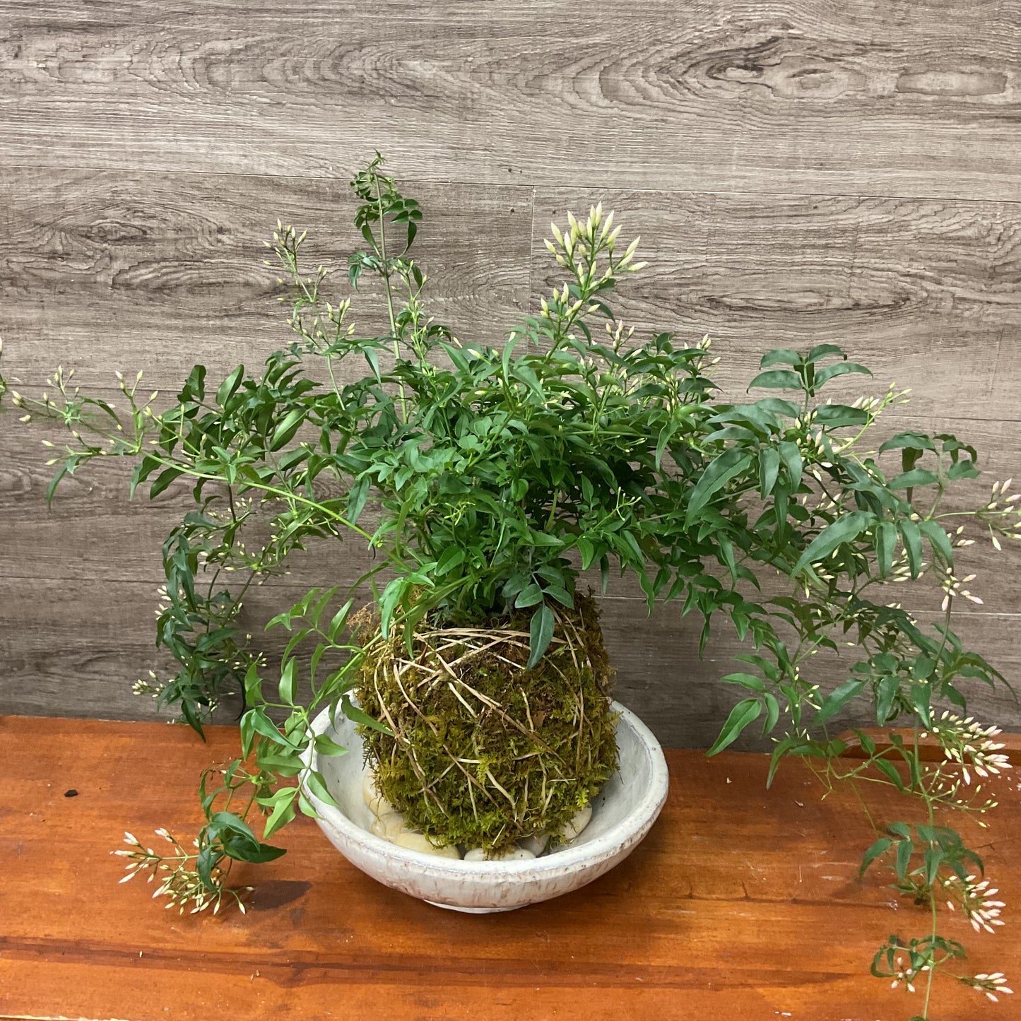 Jasmine Kokedama