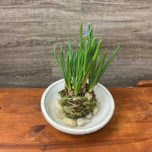 Muscari Kokedama