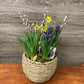 Spring Bulb Planter