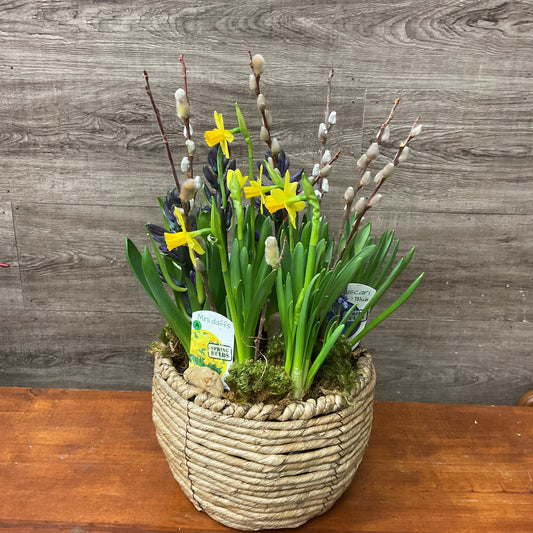 Spring Bulb Planter