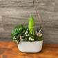 Amaryllis Planter