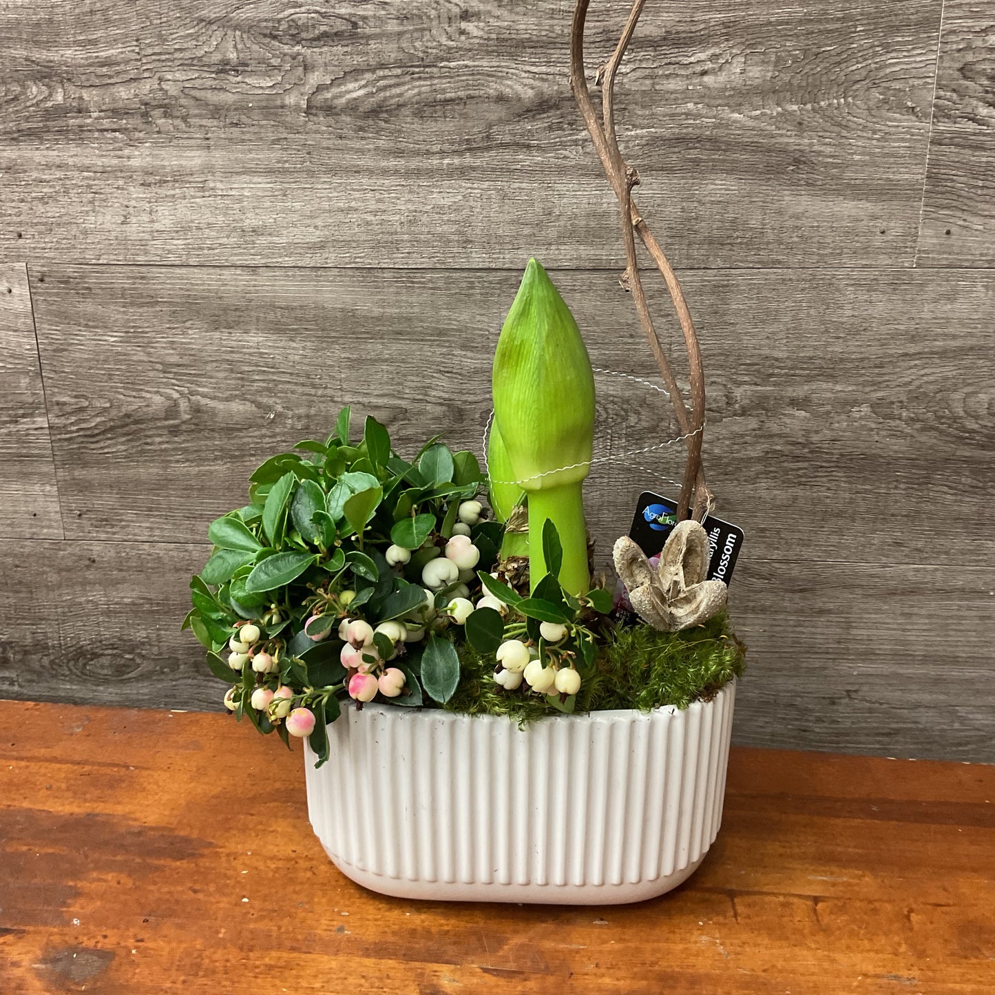 Amaryllis Planter