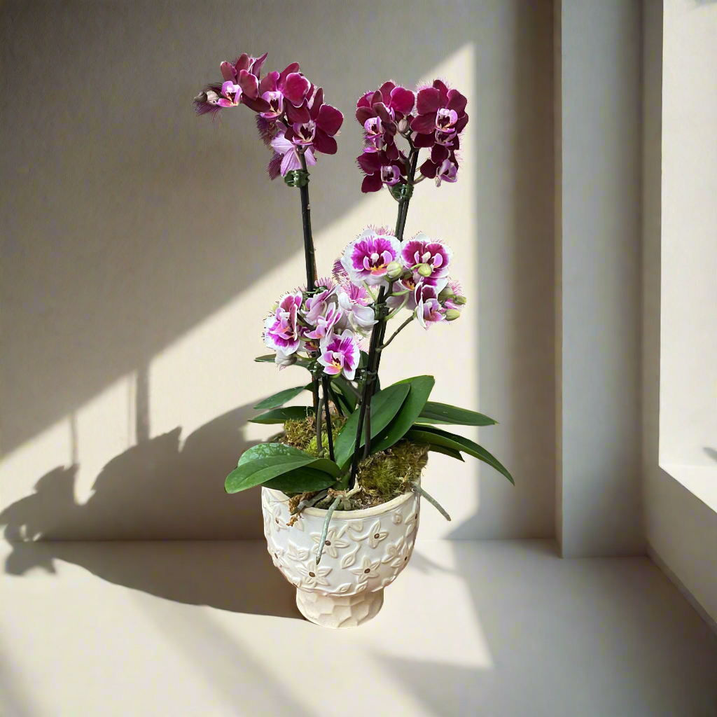 Mini Orchid Planter