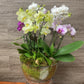 Jewel Orchid Planter