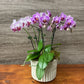 Mini Orchid Planter