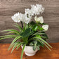 Mixed Orchid Planter