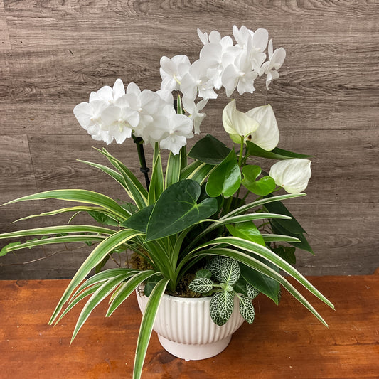 Mixed Orchid Planter