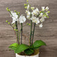 Mini Orchid Planter