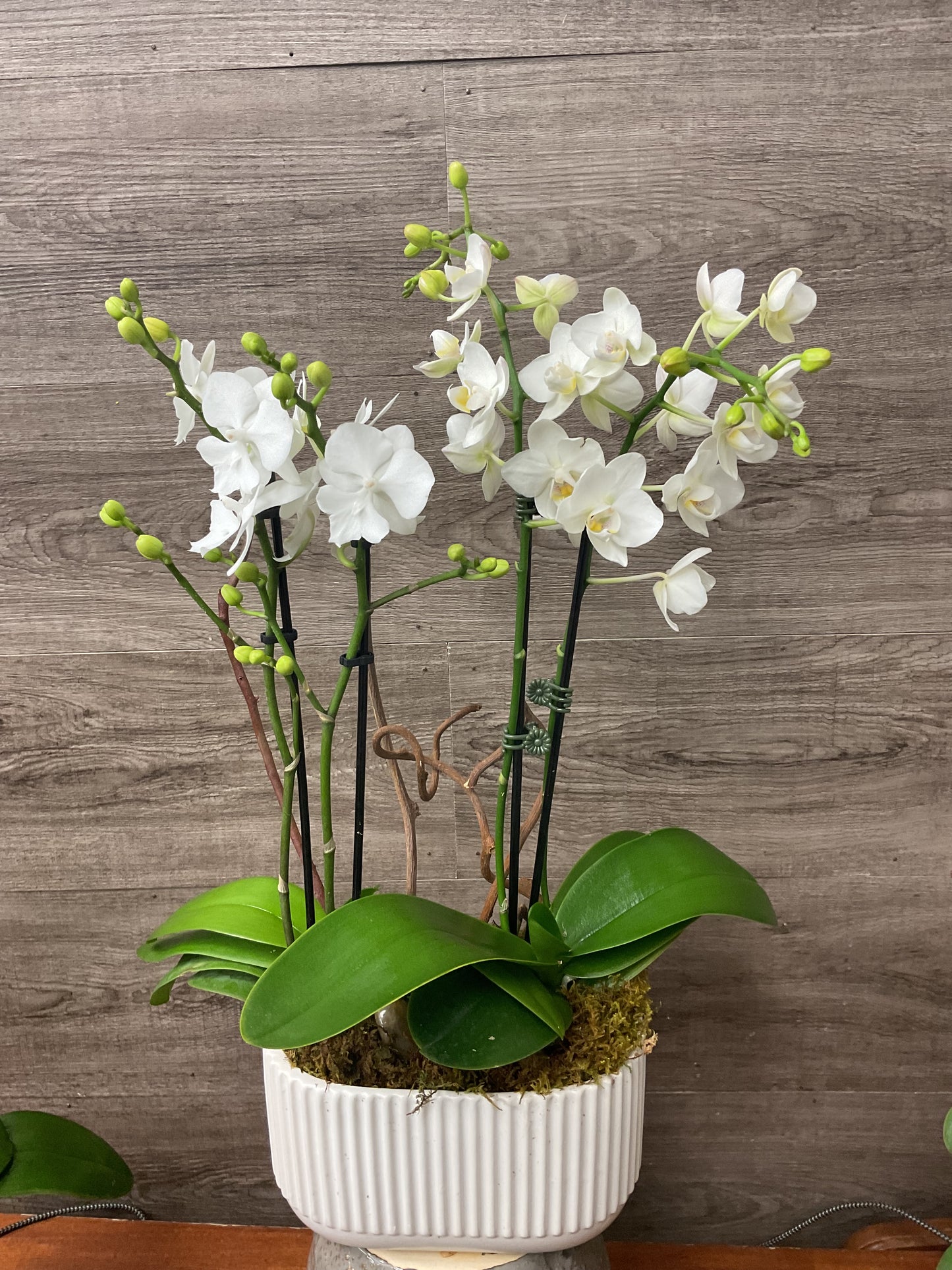 Mini Orchid Planter