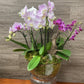 Jewel Orchid Planter