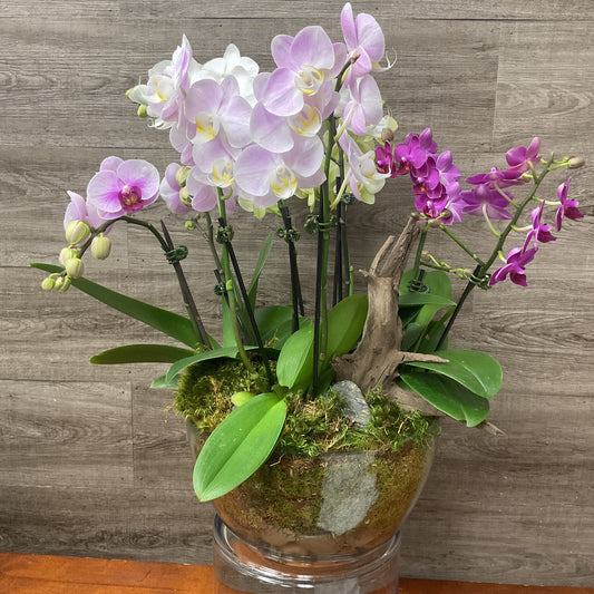 Jewel Orchid Planter