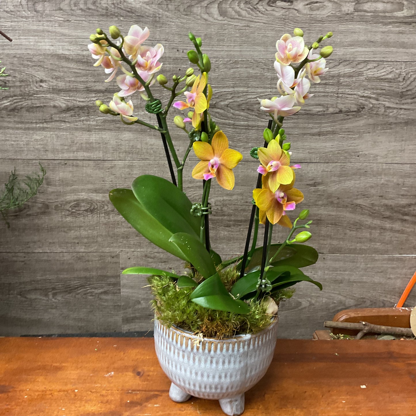 Mini Orchid Planter