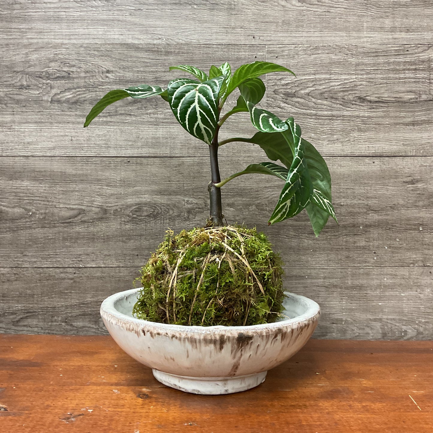 Zebra Kokedama