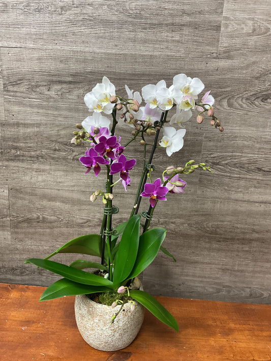 Mini Orchid Planter
