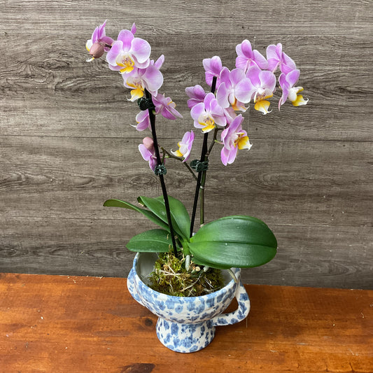 Mini Orchid Kokedama