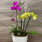 Mini Orchid Planter