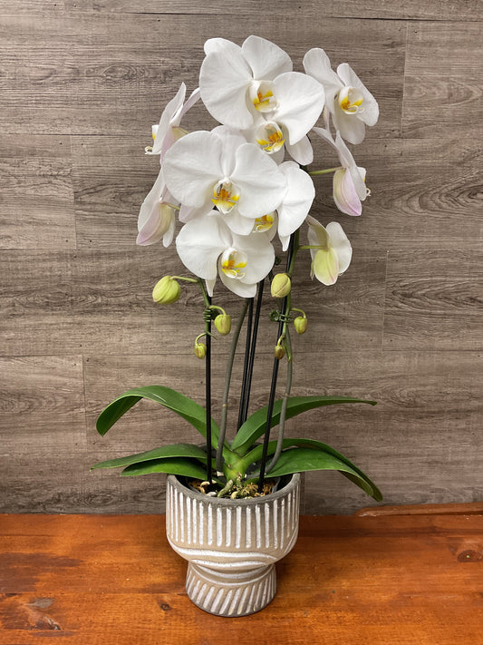 Double white orchid