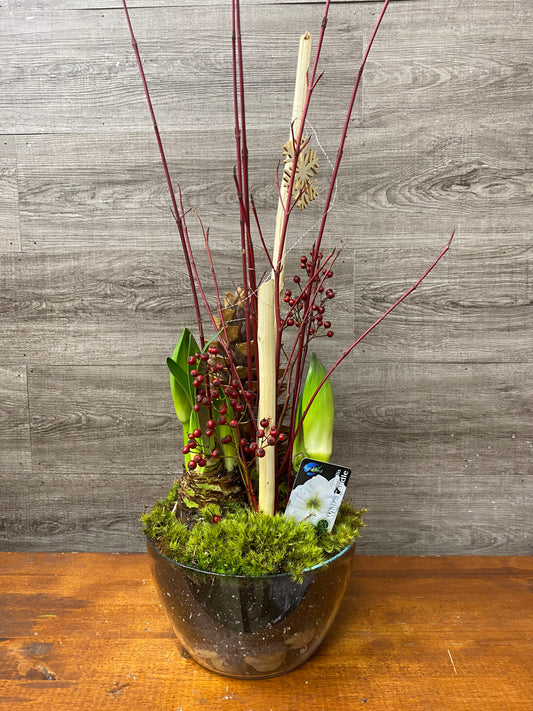 Amaryllis planter